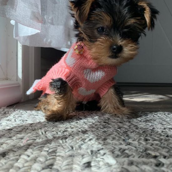 Dolly 22 Dolly 22